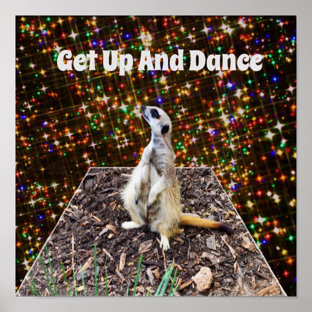 Meerkat Twinkle Stars, Poster (Devant)