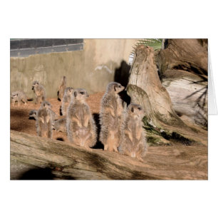 Meerkats