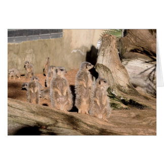 Meerkats