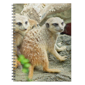 Meerkats - Carnet