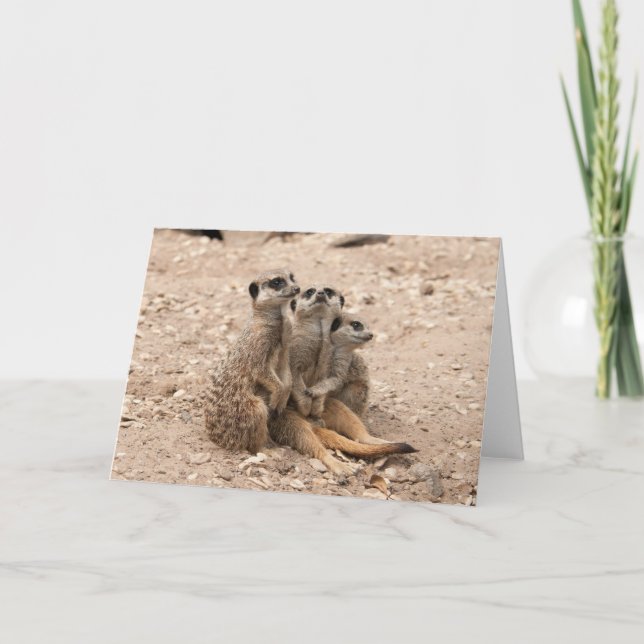 Meerkats dans une carte de voeux de petit groupe (Devant)