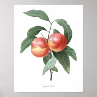 MEILLEURE QUALITÉ Impression botanique de Peach