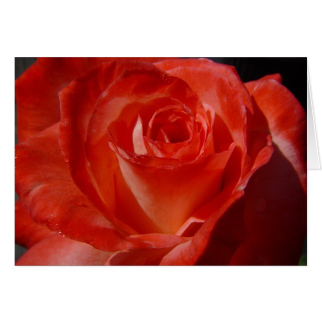 meilleures photos 016 (Devant Horizontal)