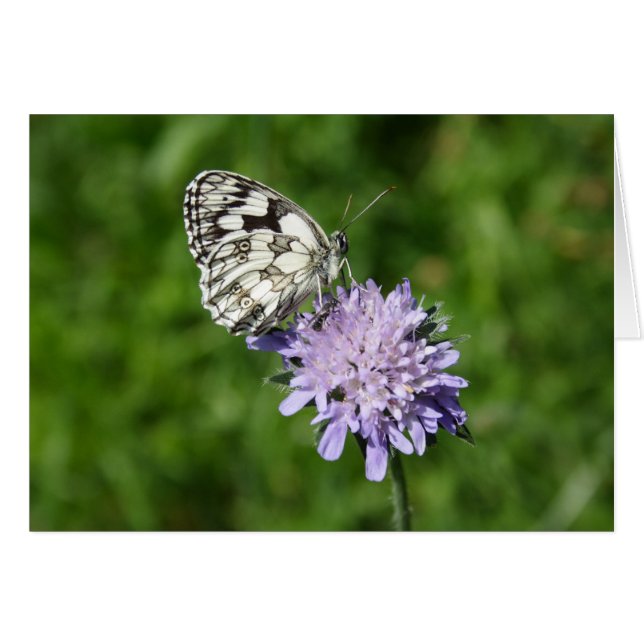 Melanargia galathea (Devant horizontal)