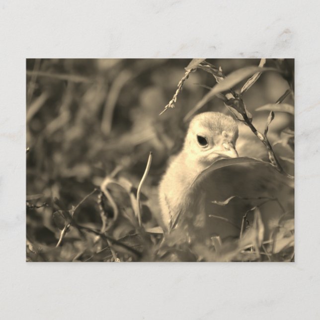 Mélange - Carte postale (Devant)