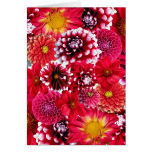 Mélange de fleurs rouges