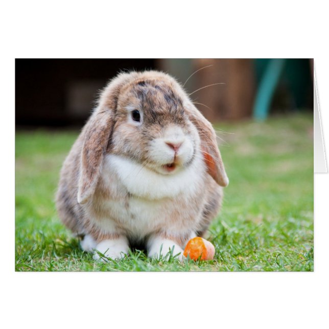 Mélange Lop Eared Rabbit dans l'herbe avec la caro (Devant horizontal)