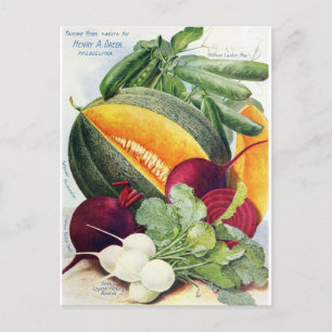 Melon Fruit Graine Jardin Carte Postale Vintage