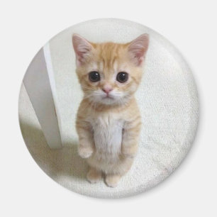 Mème de chat Magnet El Gato