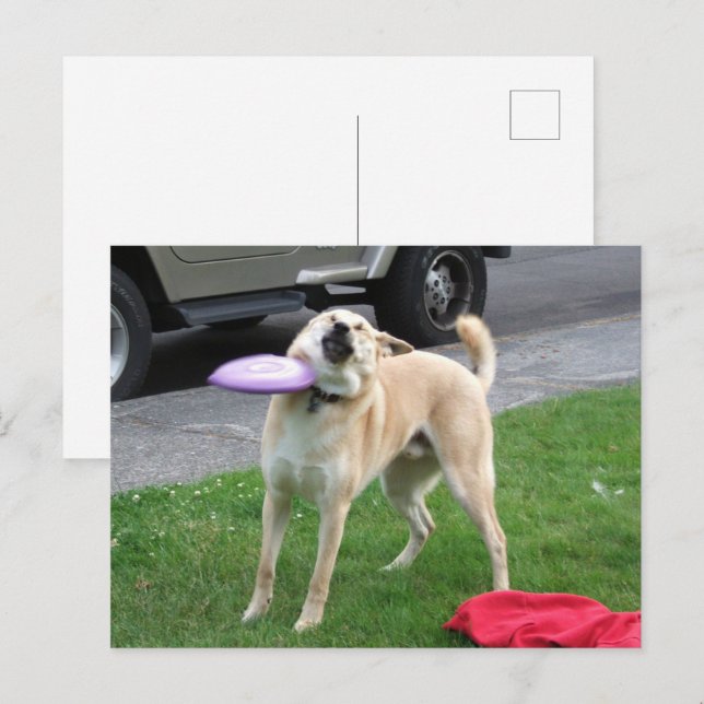 Mème du chien avec un frisbee sur carte postale (Devant / Derrière)