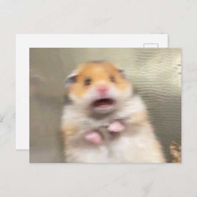 Mème du hamster effrayé sur carte postale (Devant / Derrière)