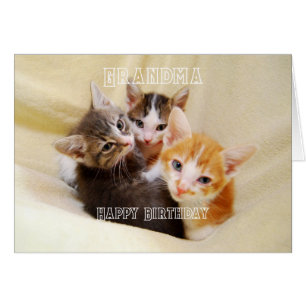 Mémé, Trio de Chatons Chauds et Douillets Joyeux A