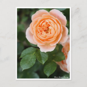 Mémoire Rosa Sunset : Carte postale