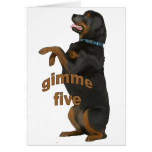 mendicité_rottweiler