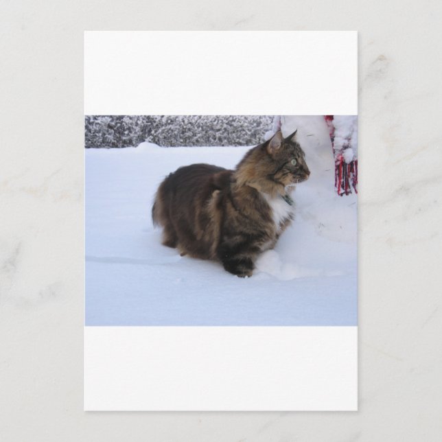 Menu chat des forêts norvégiennes dans la neige (Devant)