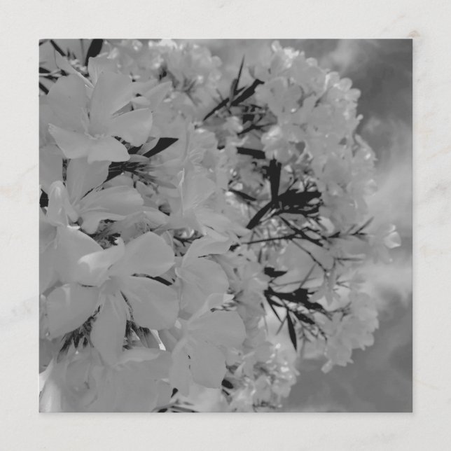 Menu floral drapé blanc (Devant)