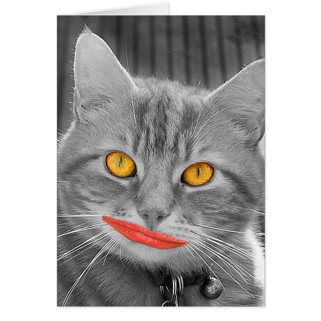 Meow (Devant)