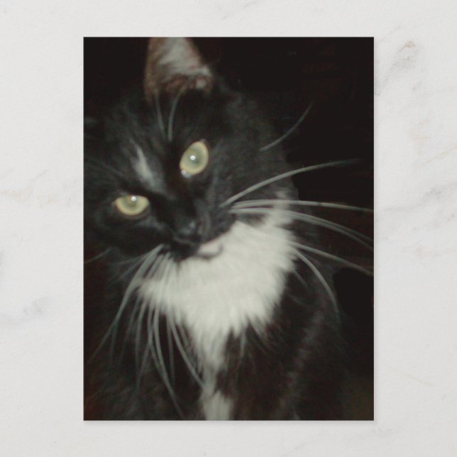 Meow Cats 16 Carte postale (Devant)