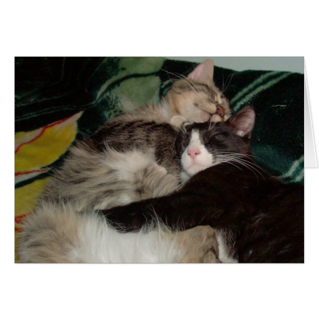 Meow Cats 3 (Devant Horizontal)