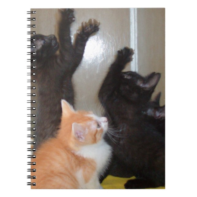 Meow Cats 36 Carnets (Devant)