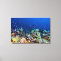 Mer de Corail - Poisson Tropical & récif - Toile E