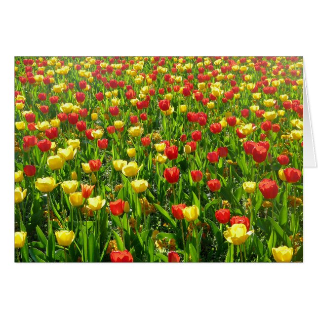 Mer des Tulipes II (Devant horizontal)