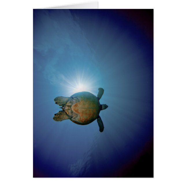 Mer sous-marine de Turtle| Andaman, Thaïlande (Devant)