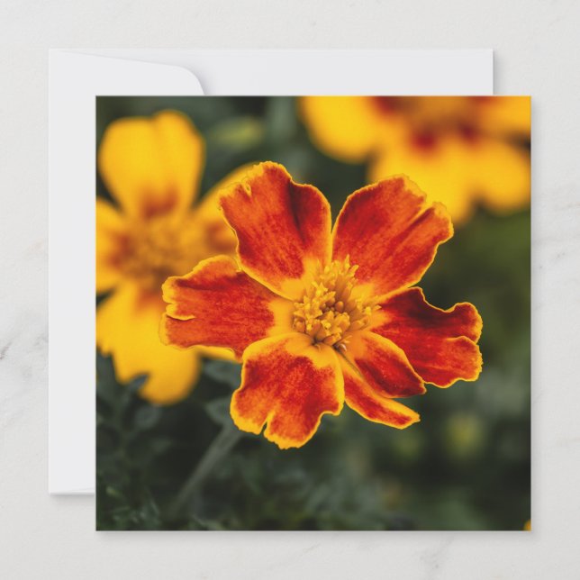 Merci à fleurs (Devant)