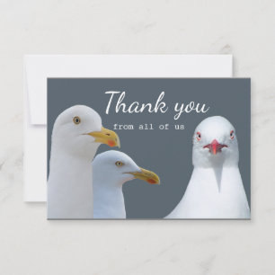 Merci Amusement de tous les Seagull Group US