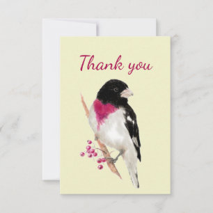 Merci Aquarelle Rose Grosbeak Breast Bird