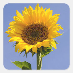 Merci Autocollants Fleur de Tournesol Jaune Floral