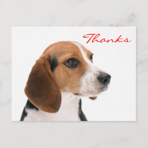 Merci Beagle Chien Chien Chien Salutation Carte po
