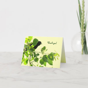 Merci Blackbird