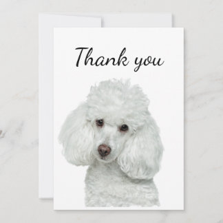 Merci blanc caniche chien animal animal animal de 