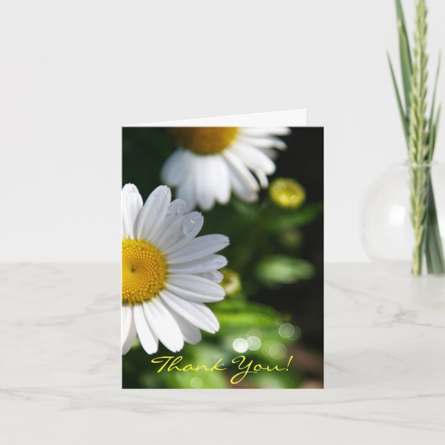 Merci Blank, Daisy (Devant)