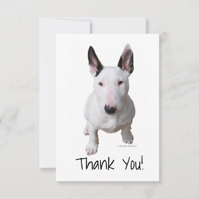Merci Bull Terrier (Devant)