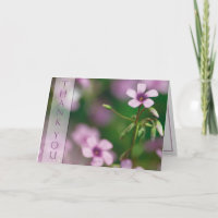Merci - carte de voeux rose d'oxalide blanche