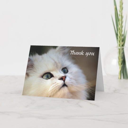 Merci Chaton Zazzle Fr