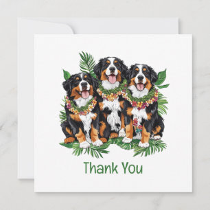 Merci Chiens de Montagne Bernois Hawaïens