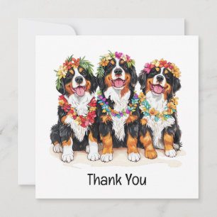 Merci Chiens de Montagne Bernois Hawaïens
