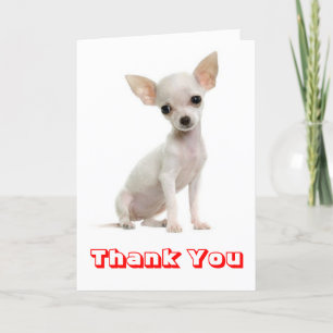 Merci Chihuahua Puppy Dog