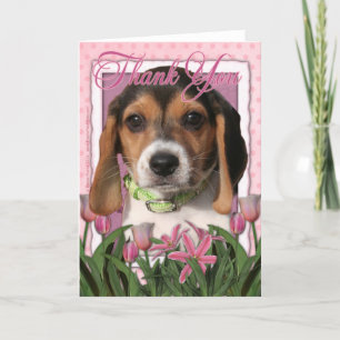 Merci - Chiot Beagle