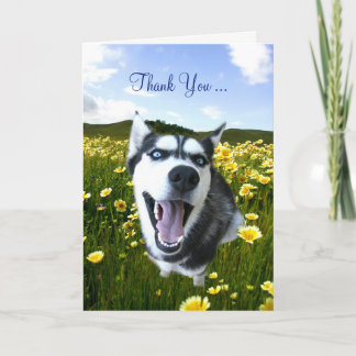 Merci d'amitié avec de belles fleurs Husky