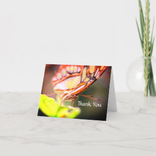 Merci de la nature à visage papillon