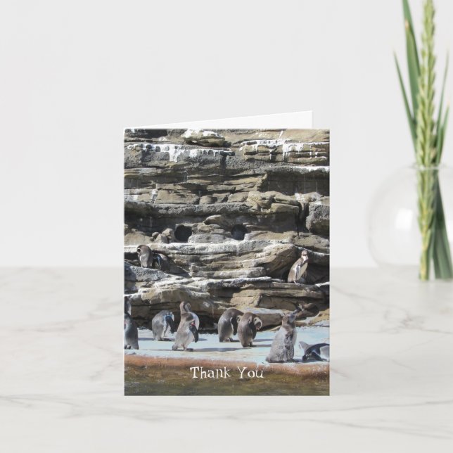 Merci des pingouins (Devant)