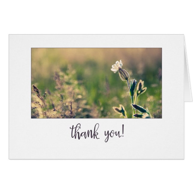 Merci Fleur sauvage Pink Light Campion (Devant horizontal)