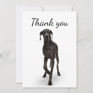 Merci grand chien Danse animal animal animal anima