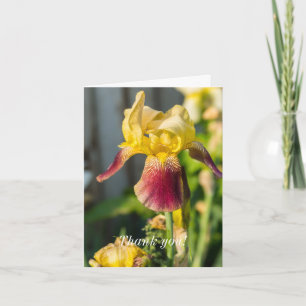 Merci - Heirloom Iris