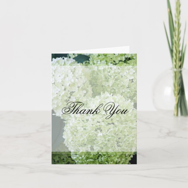 Merci Hydrangeas Annabelle (Devant)