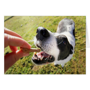 Merci Migné Pour La Carte De Séjour Pour Animaux